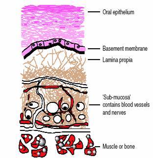 Oral Mucosa