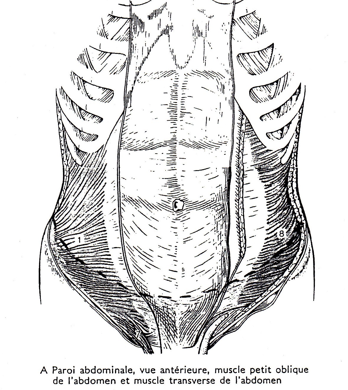 Diaphragm