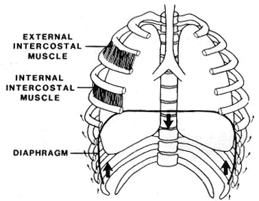external intercostal muscle
