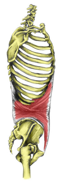 Diaphragm